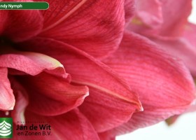 hippeastrum Cannym (3)